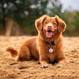 dog lying on the ground