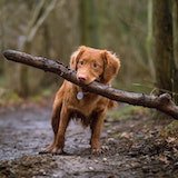 dog carrying a big branch